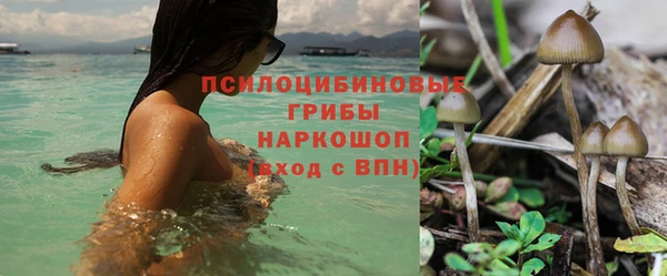 прущие грибы Алзамай