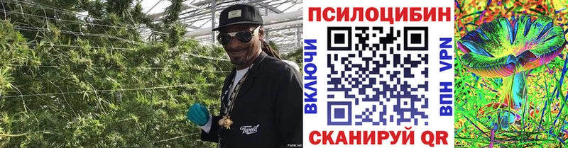 Галлюциногенные грибы Psilocybe  Бежецк 